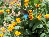 butterfly 8 